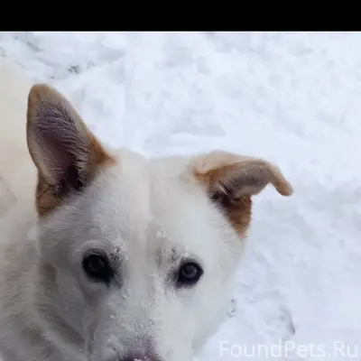 Пропал кобель Умка, молочно-белый, Залипье