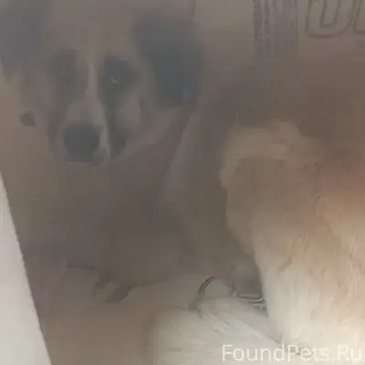 Пропала собака, 3х рублевое кольцо