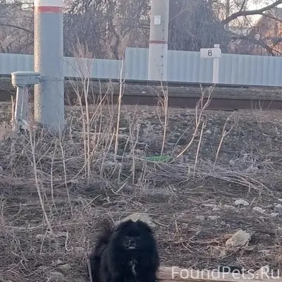 Найден пёс, Советский район, Волгоград