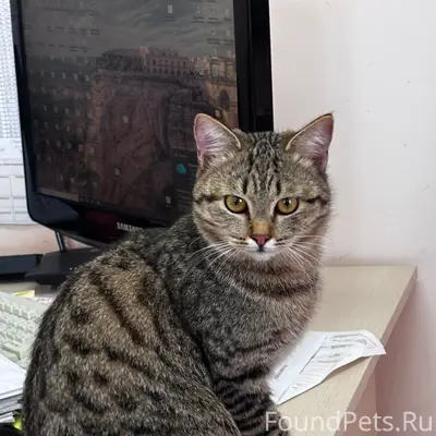 Найден кот, Бережкова, 14