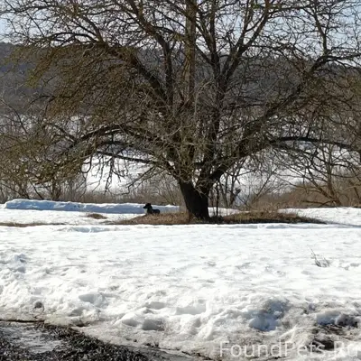 Пропала собака