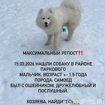 Найден самоед, Пермь, парковый