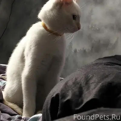 Пропал кот, [место: ул. Кооперативная]