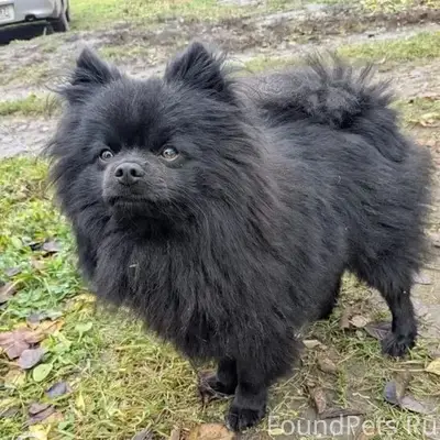 Пропал шпиц Чак, Железногорский район