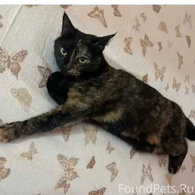 Пропала кошка Буся, район Красная Горка