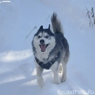 Пропала собака