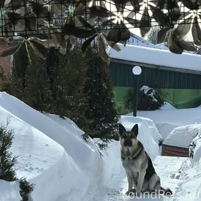 Пропала немецкая овчарка Тесса