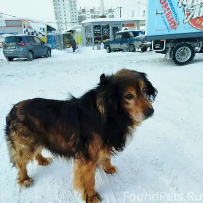 Пропал пёс Чаки, Ленинский район
