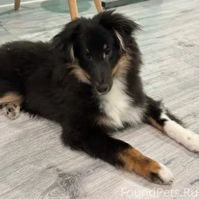 Пропал шелти Дарси, Перекопский городок