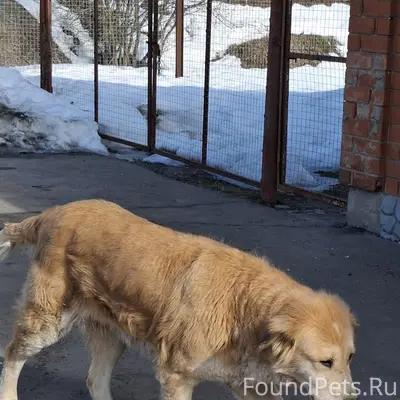 Пропала собака, Электроугли