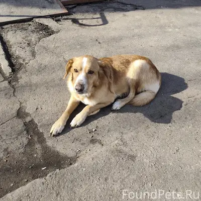 Найден рыжий кобель, мкр. Колычёво