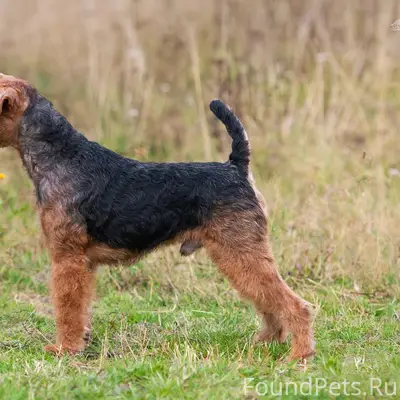 Пропал вельш-терьер Найк