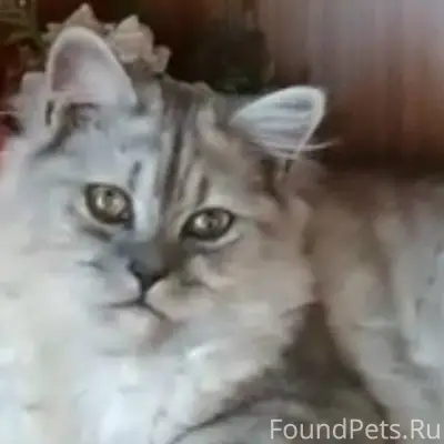 Пропал кот, Сумская 180 А