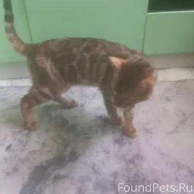 Найдена породистая кошка, без клички