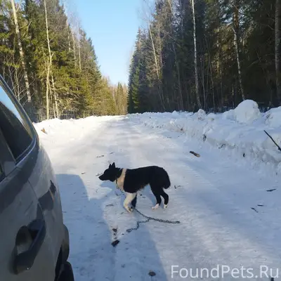 Пропал пёс, неизвестно где
