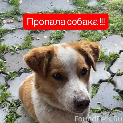 Пропал Бим, Октябрьский р-н