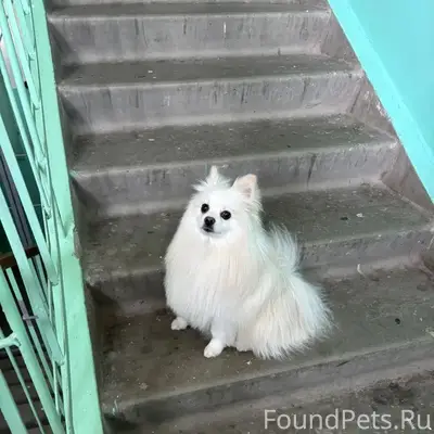 Найден шпиц, Мира 36