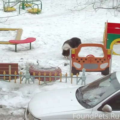 Пропала собака, улица Куйбышева 54