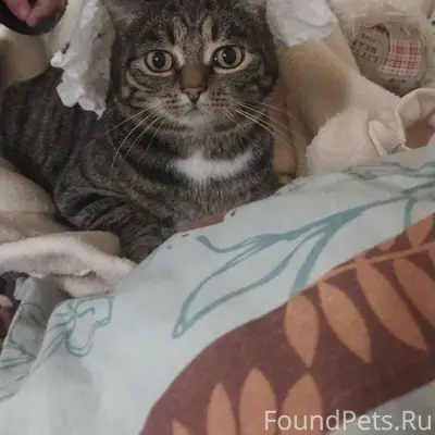 Пропал кот Маркиз, Березовка