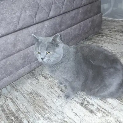 Пропал британский кот, улица Ценского