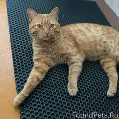 ПРОПАЛ РЫЖИЙ КОТ