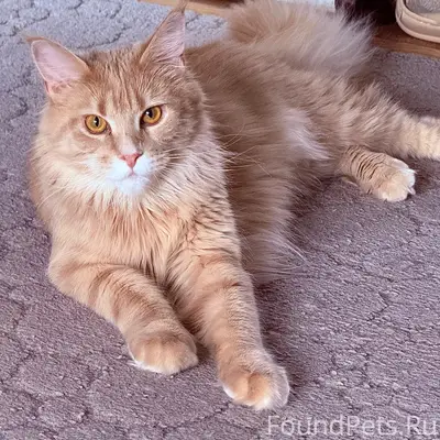 Пропала кошка Люси, улица Коммунистическая