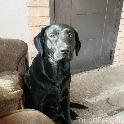 Найден лабрадор Джек