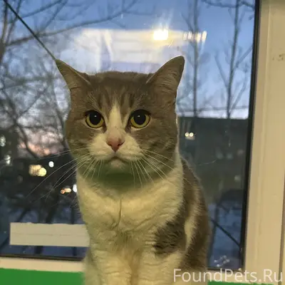 Найден кот, Дзержинск