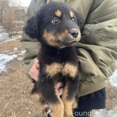 Найдена кошка, без породы