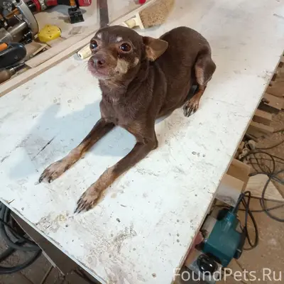 Найдена собака, село Гремячье