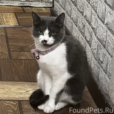 Пропала кошка 