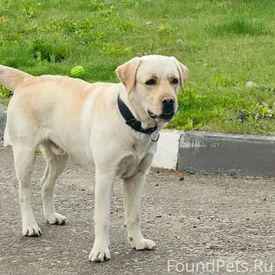 Пропал Лабрадор Бег, Курыжова д 28