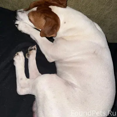 Пропал Майк, район улицы Богдана Хмельницкого