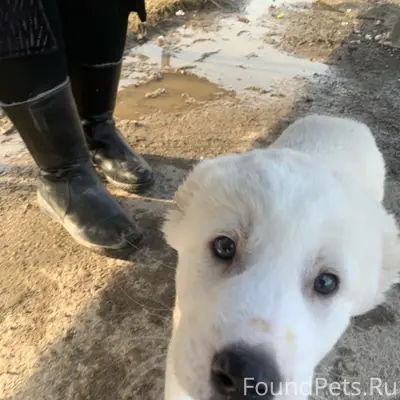 Найден щенок, остановка Юность