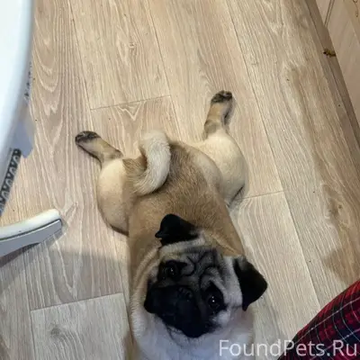 Пропал мопс Тошка, Песочный