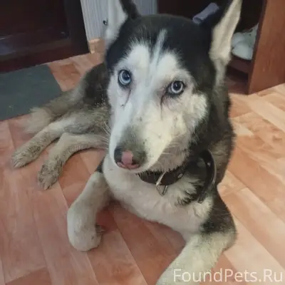 Найден лайка, улица 5 Орловской стрелковой дивизии