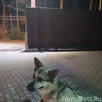 Найденны две собаки, Выборгский посёлок