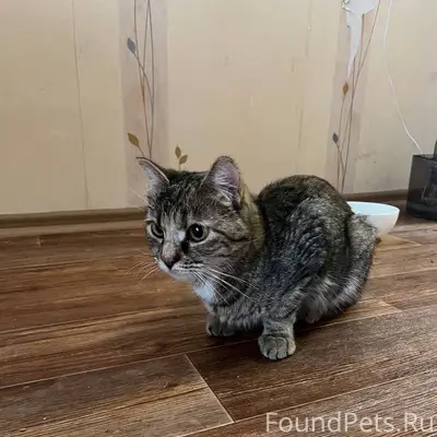 Найдена кошка, дом 69/2