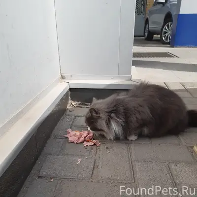 Найдена кошка, серо-белого цвета, Ейск