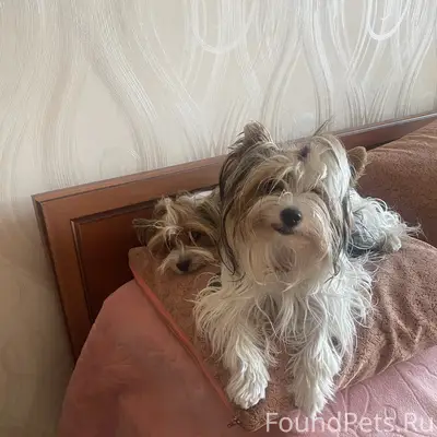 Пропала собака Масяня, Лазурка