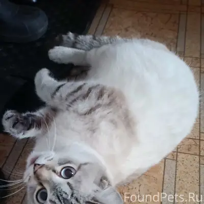 Пропала кошка, Орджоникидзевский район, Байдаевка