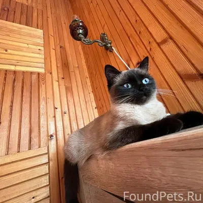 Пропала кошка, СНТ Лесная поляна