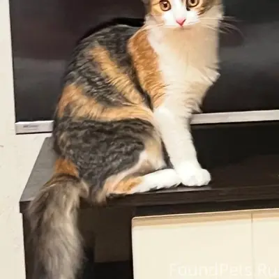 Пропала кошка Мия, Чапаевка