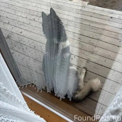 Найден пёс, Новая Слобода