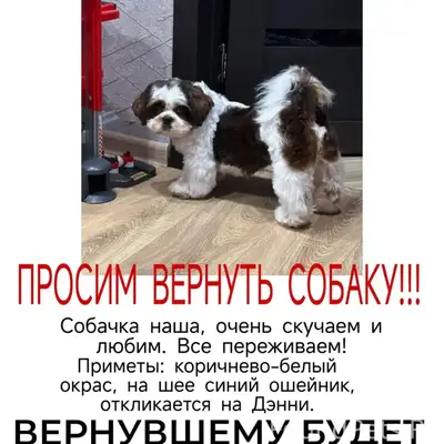 Ищем нашего лучшего друга!