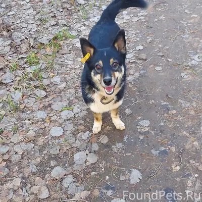 Пропала собака Найда, пос. Октябрьский