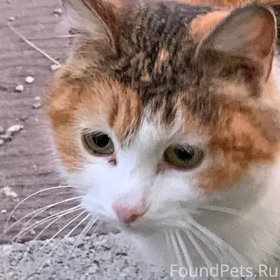 Найдена кошка, р-нгм
