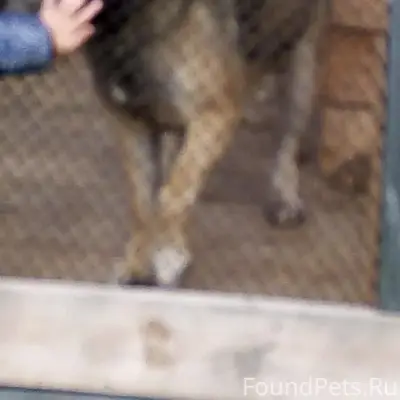 Пропала акита, Дегтярск