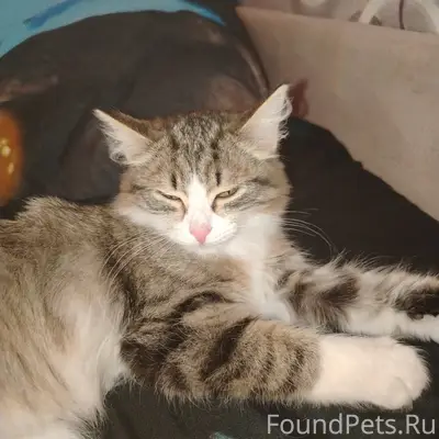 Найдена кошка, Больничный переулок