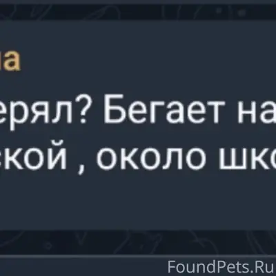 Пропала Ротвейлер, место потери — Ростовская